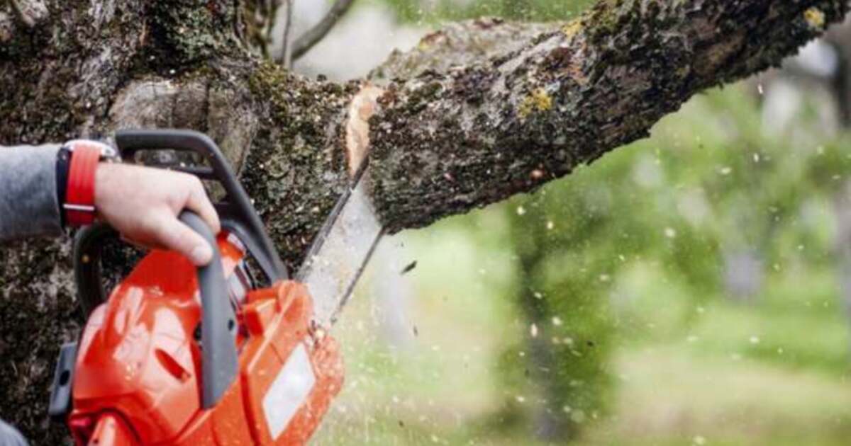 Toaletarea arborilor în perioada de repaus vegetativ