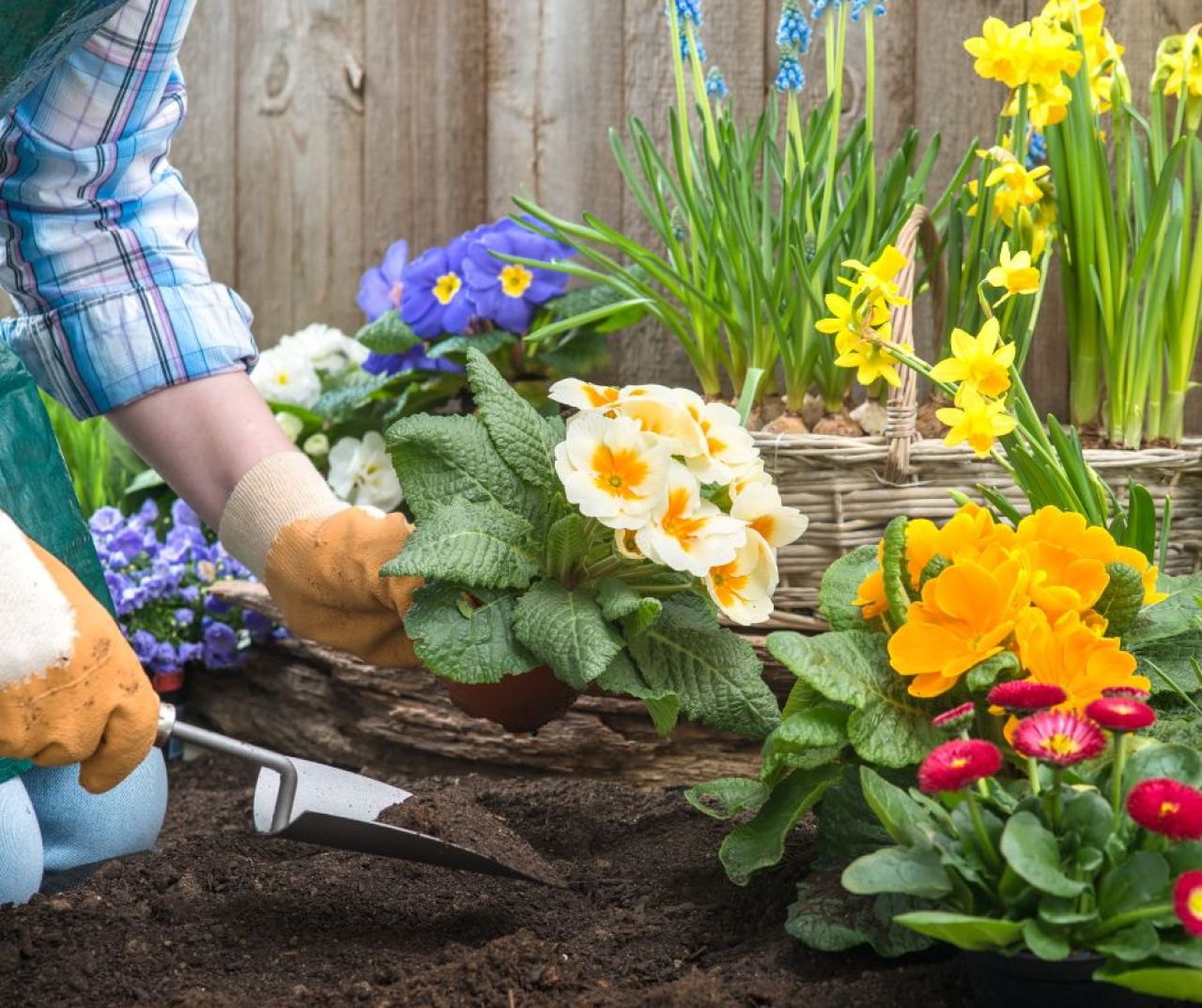 Cum să alegi florile potrivite pentru grădina ta