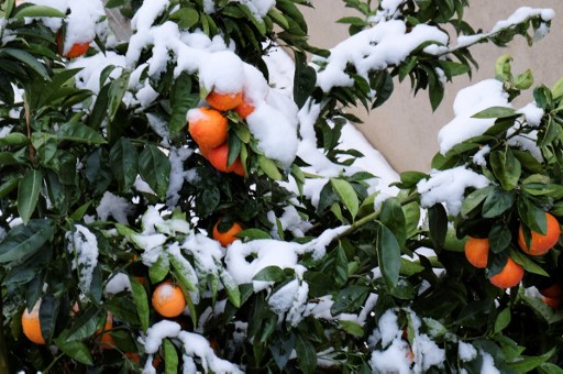 Alegerea plantelor potrivite pentru grădină pe timp de iarnă