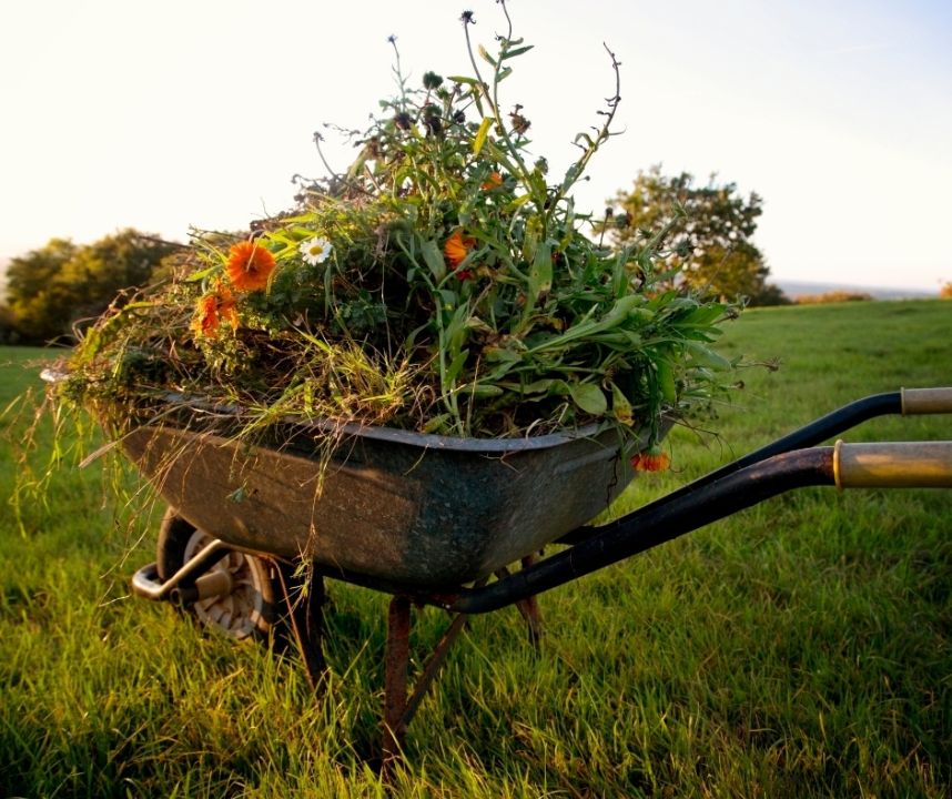 Lucrări esențiale de toamnă în grădină