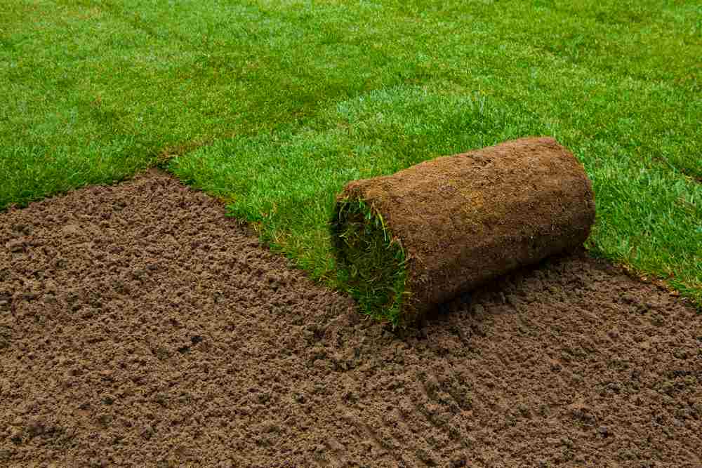 🌱 Ce trebuie să știi despre un gazon natural