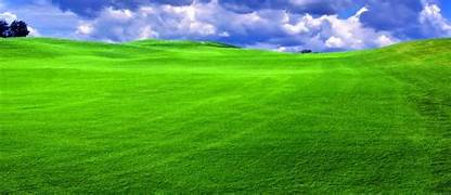 5 pași simpli pentru un gazon verde tot anul