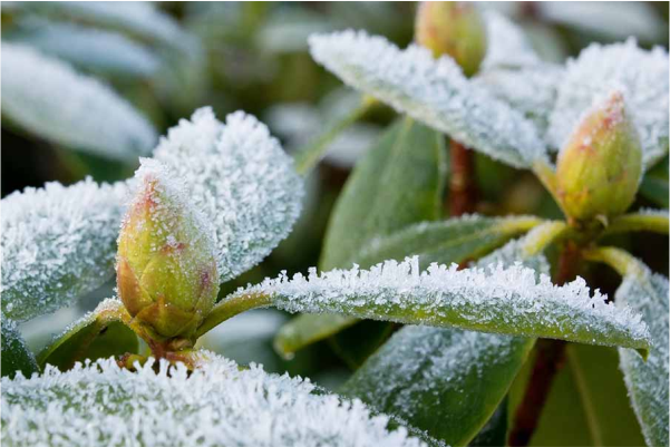 Alegerea plantelor potrivite pentru grădină pe timp de iarnă