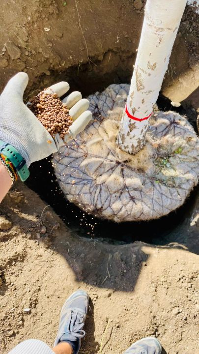 Cum să administrezi corect îngrășământul direct la balot